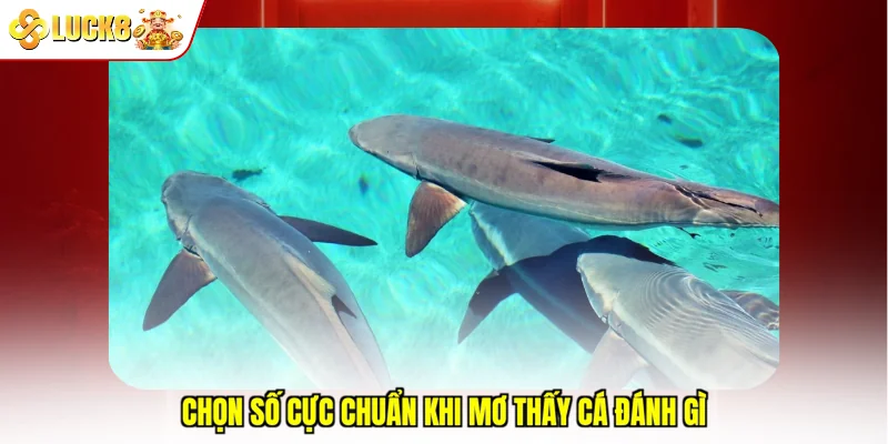 Chọn số cực chuẩn khi mơ thấy cá đánh gì