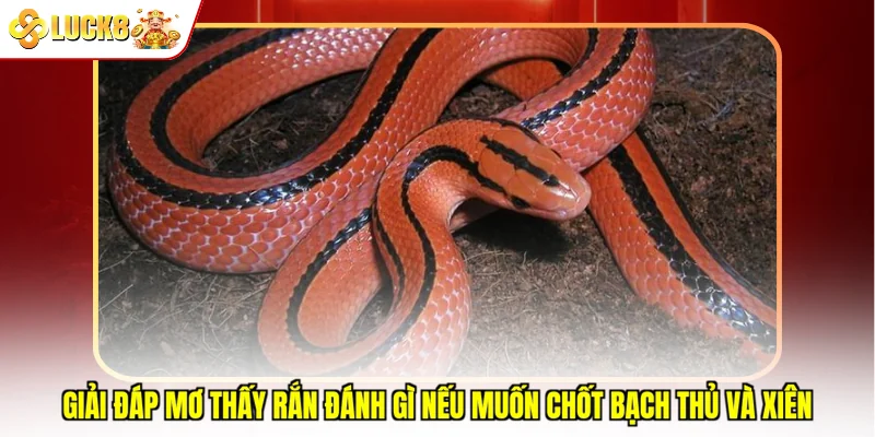 Giải đáp mơ thấy rắn đánh gì nếu muốn chốt bạch thủ và xiên