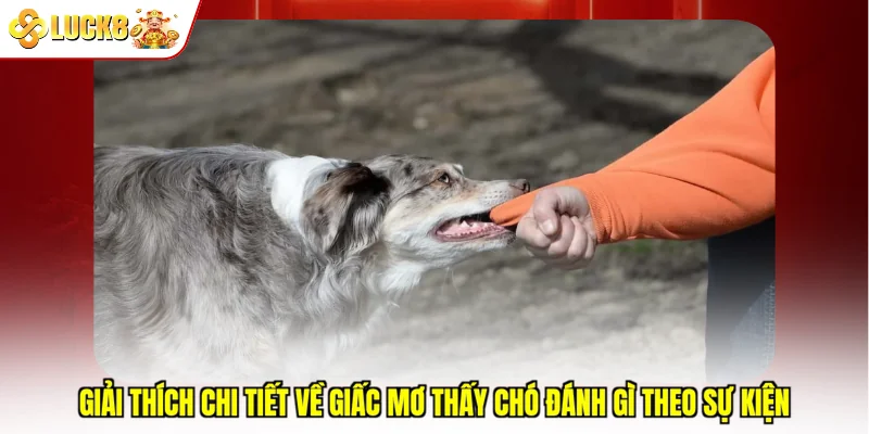 Giải thích chi tiết về giấc mơ thấy chó đánh gì theo sự kiện