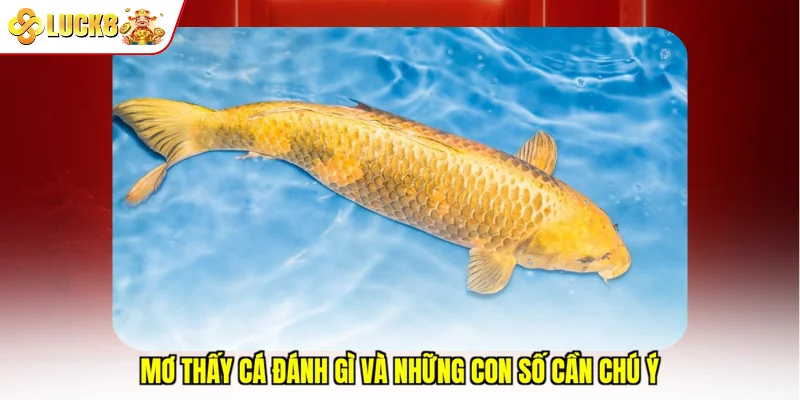 Mơ thấy cá đánh gì và những con số cần chú ý