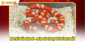 Mơ Thấy Rắn Đánh Gì - Điềm Báo Và Gợi Ý Lô Đề May Mắn