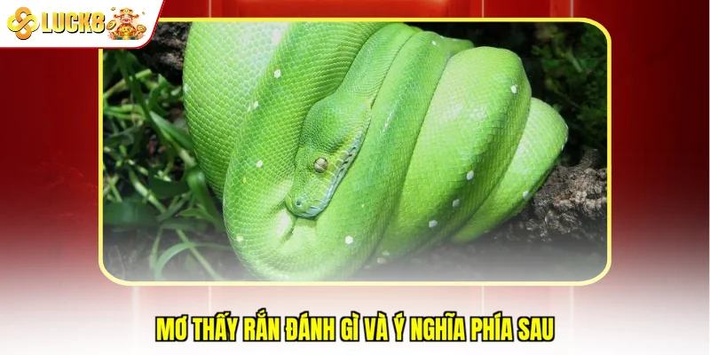 Mơ thấy rắn đánh gì và ý nghĩa phía sau